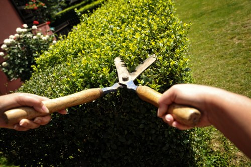 Resolution process for a tree surgery issue